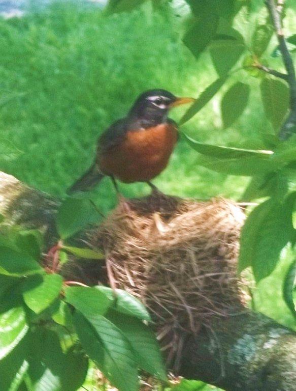 mother robin