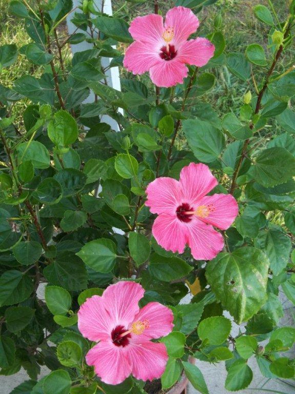 potted hibiscus