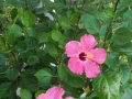 potted hibiscus